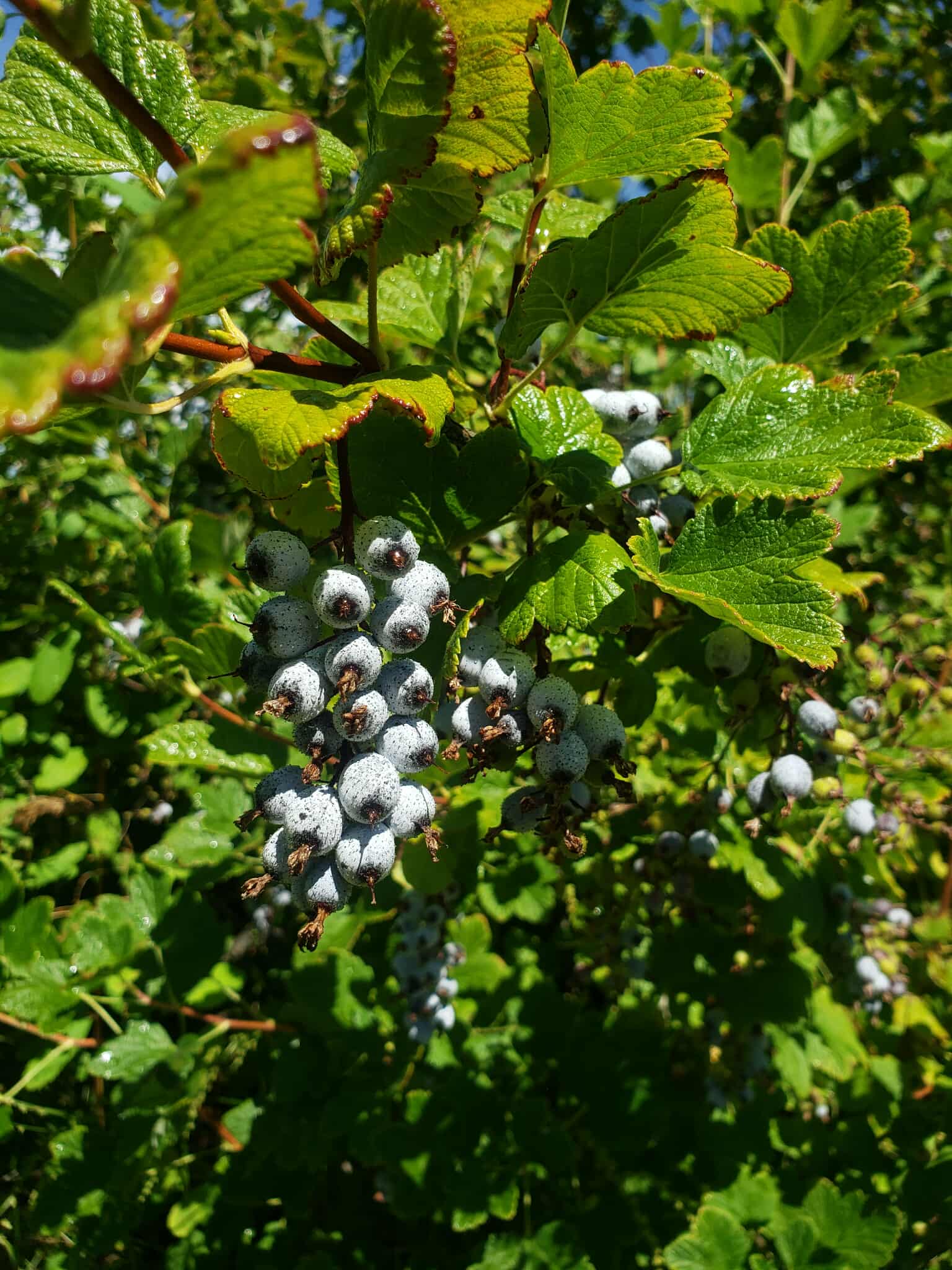 Red Flowering Current3 - berries